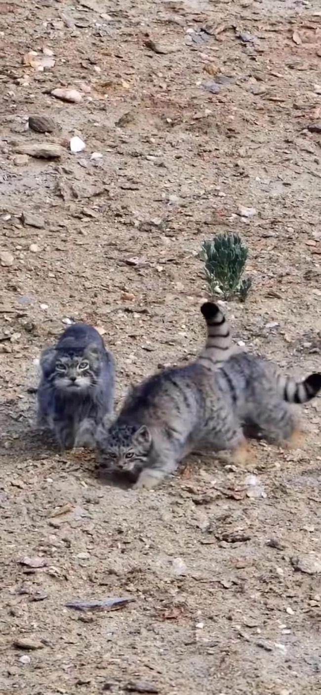 一只长相奇特的猫咪现身户外 银灰毛发如蒲公英