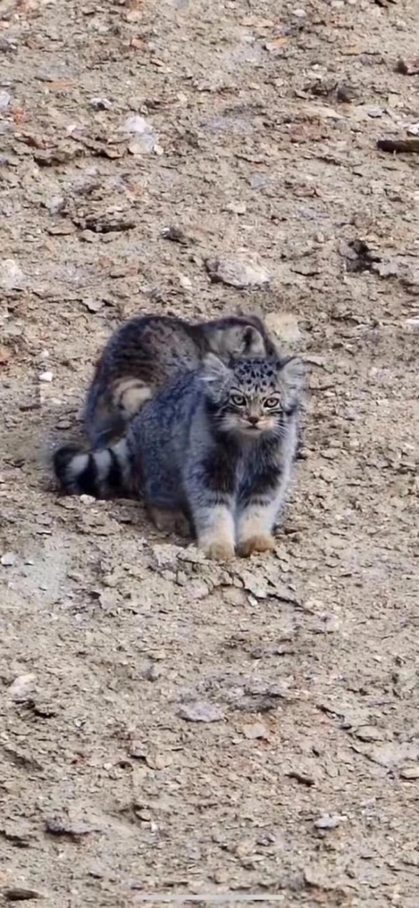 永华证券 一只长相奇特的猫咪现身户外 银灰毛发如蒲公英
